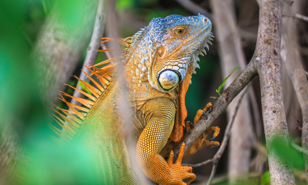 Rencontrez les iguanes de l’îlet Chancel : Un face-à-face fascinant avec une espèce emblématique